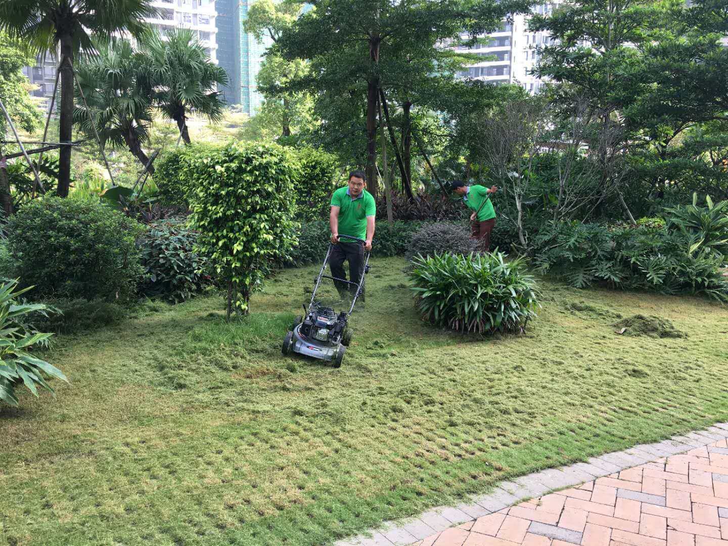 綠化養護草坪修剪