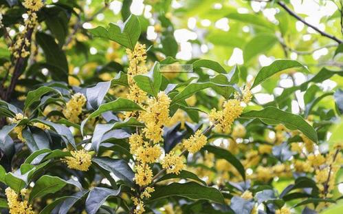 桂花的綠化養護