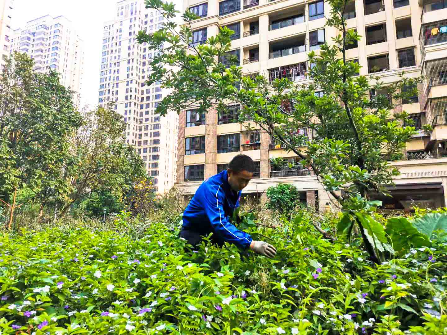 佛山園林綠化養護公司